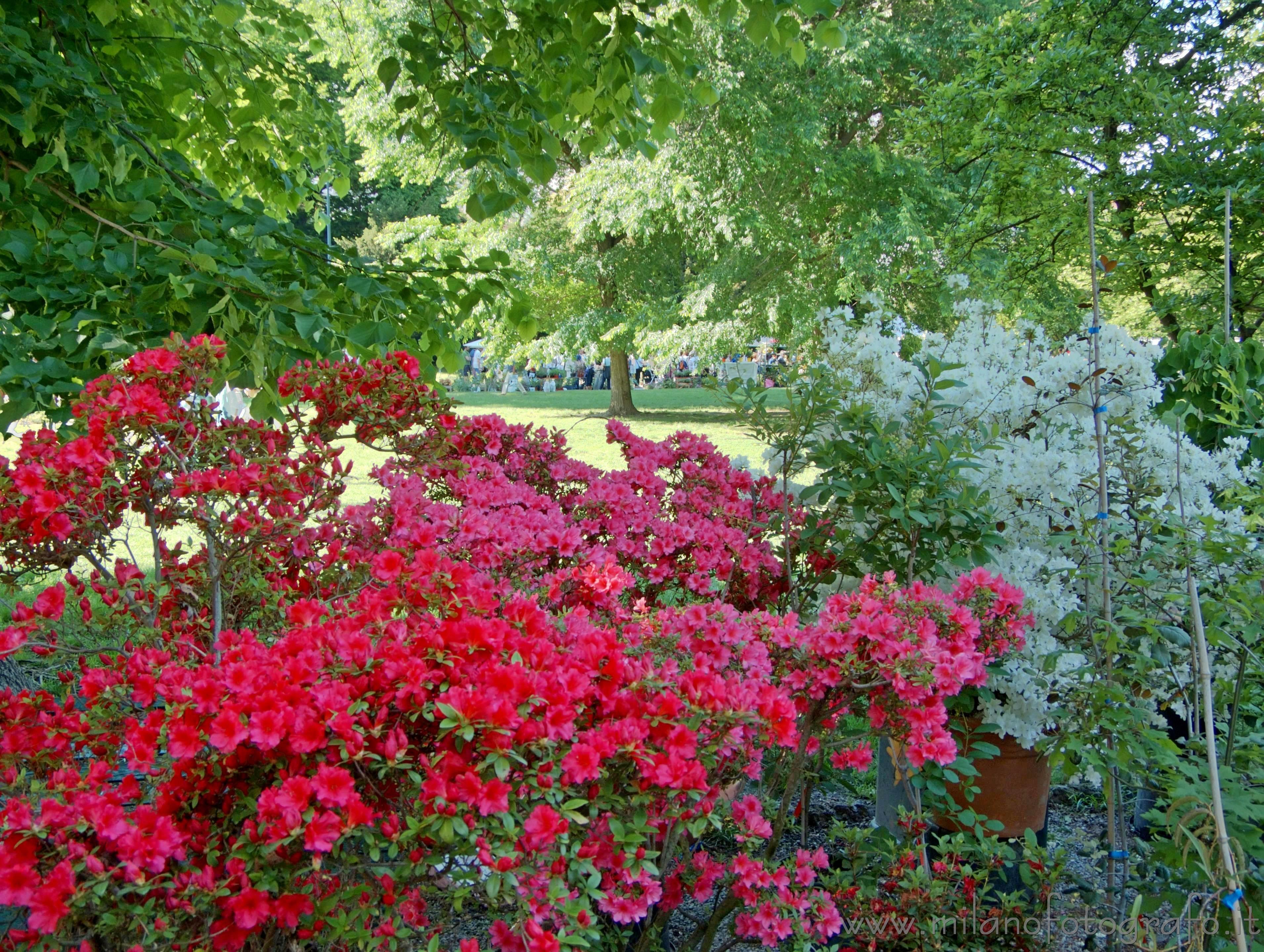 Milan (Italy) - Azalea plants of various colors at Orticola 2013